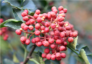 花椒泡腳能祛濕嗎？怎樣用花椒去濕去寒？