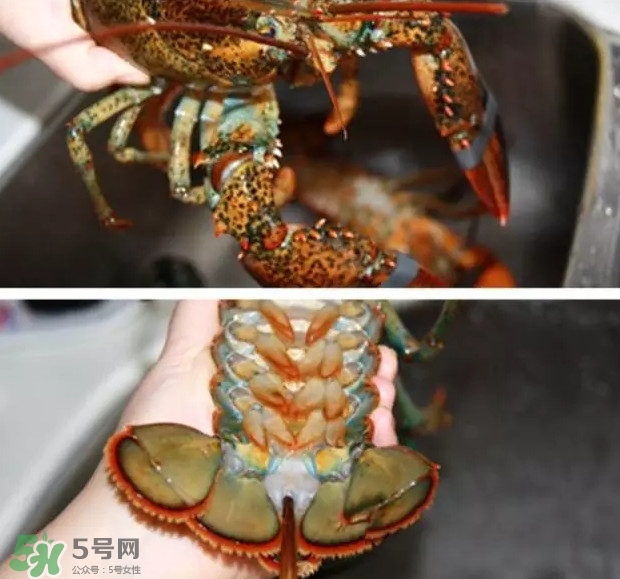 波士頓龍蝦有多大？波士頓龍蝦怎樣去殼