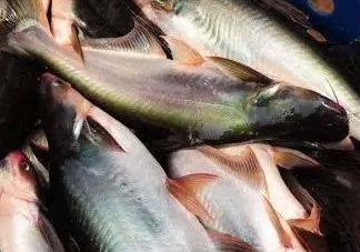 巴沙魚是什么魚？巴沙魚吃什么東西？