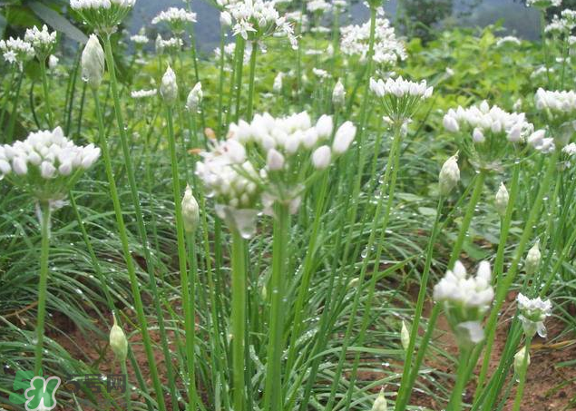 韭菜籽泡水喝有效果嗎？韭菜籽能直接泡水喝嗎？