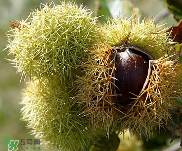 板栗怎么泡酒？板栗泡酒配方推薦