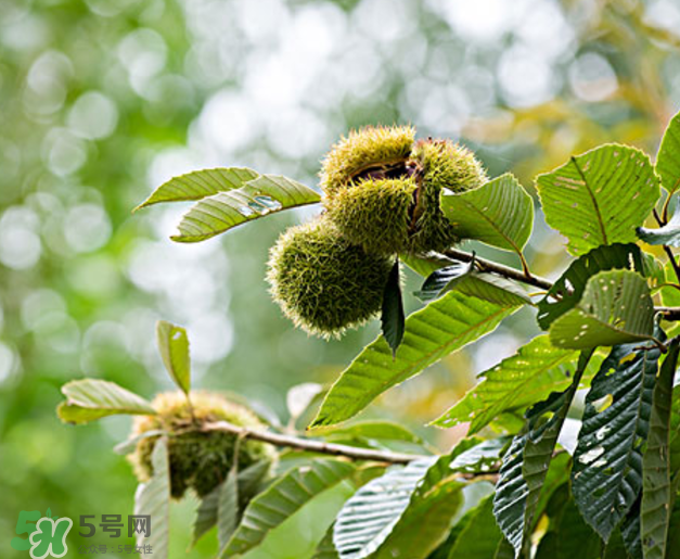 板栗怎么泡酒？板栗泡酒配方推薦