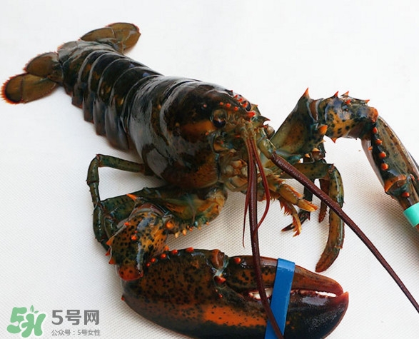 波士頓龍蝦多少錢一斤？波士頓龍蝦怎么做好吃？