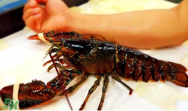 波士頓龍蝦產(chǎn)自波士頓嗎？波士頓龍蝦是哪里的