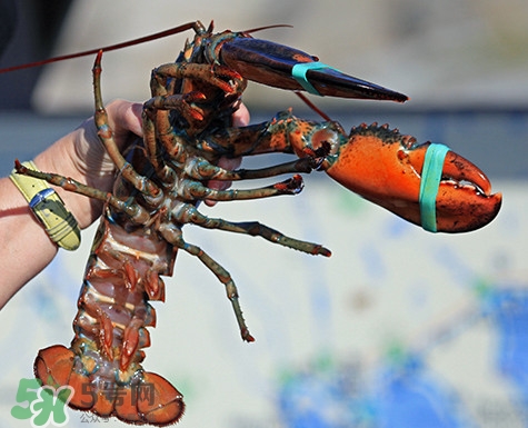 4斤的波士頓龍蝦多少錢？波士頓龍蝦怎么處理