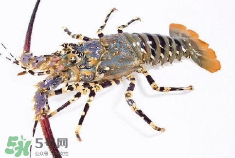 中華錦繡龍蝦多少錢一斤？中華錦繡龍蝦為什么那么貴