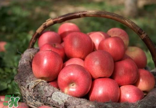 阿克蘇蘋(píng)果什么時(shí)候上市？阿克蘇蘋(píng)果幾月上市？