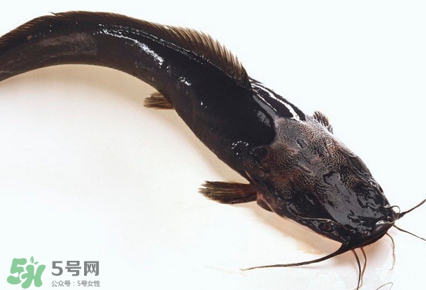 黑魚厲害還是鯰魚厲害？黑魚是世界上最臟的魚