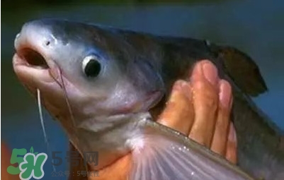 巴沙魚為什么不能吃？巴沙魚多少錢一斤