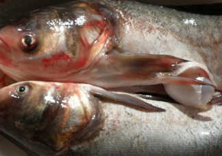 花鰱魚是海鮮嗎？花鰱魚是淡水魚嗎