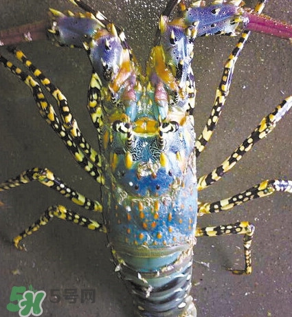 中華錦繡龍蝦可以養(yǎng)殖嗎？中華錦繡龍蝦有毒嗎