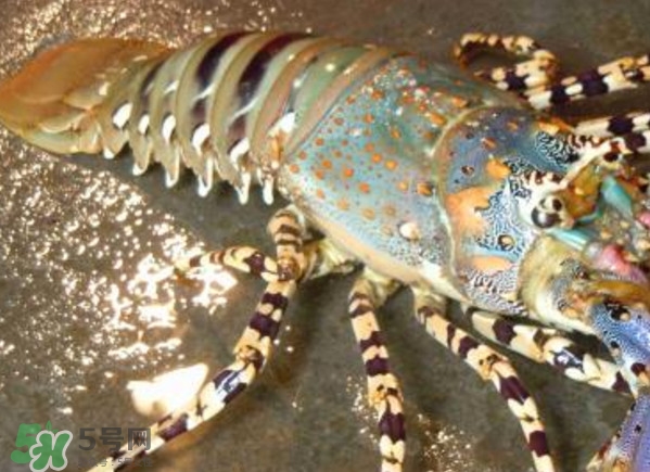 中華錦繡龍蝦是保護動物嗎？中華錦繡龍蝦稀有嗎