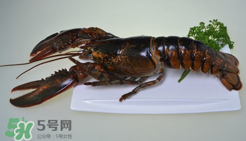 波士頓龍蝦頭能吃嗎？波士頓龍蝦哪里不能吃