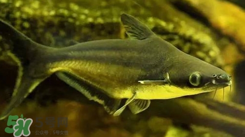 巴沙魚為什么不能吃？巴沙魚多少錢一斤