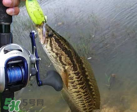 黑魚厲害還是鯰魚厲害？黑魚是世界上最臟的魚