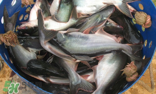 巴沙魚是什么魚？巴沙魚吃什么東西？