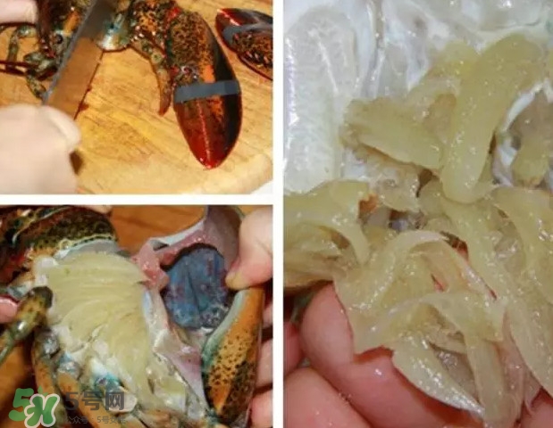 波士頓龍蝦有多大？波士頓龍蝦怎樣去殼