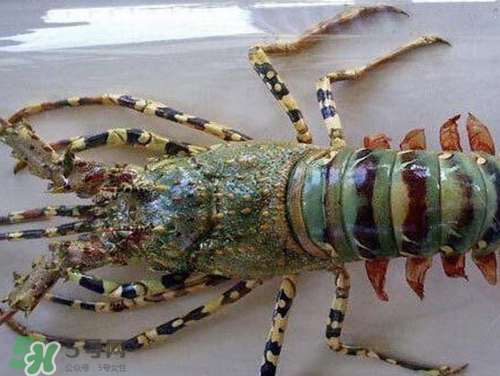 中華錦繡龍蝦是保護動物嗎？中華錦繡龍蝦稀有嗎