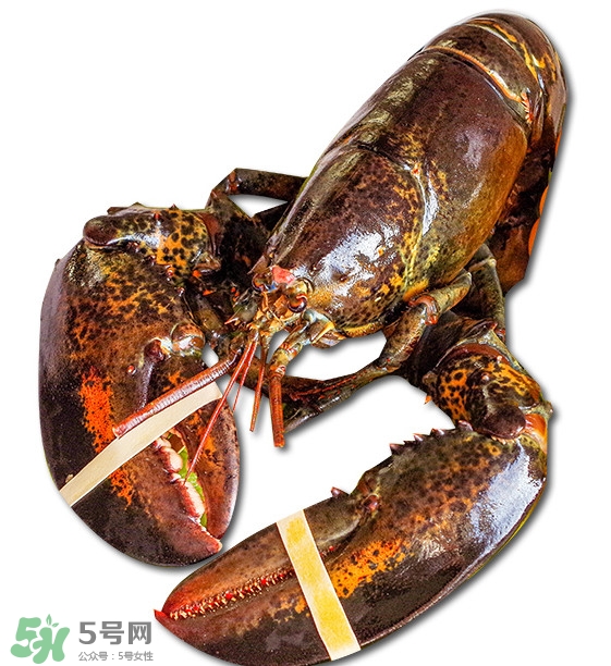 波士頓龍蝦怎么去蝦線？波士頓龍蝦怎么清洗