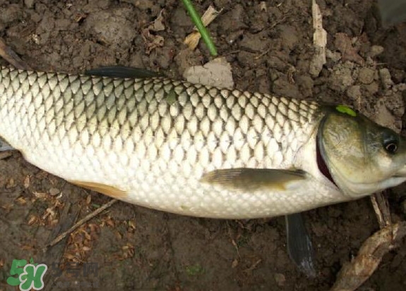 黑魚和草魚哪個好吃？黑魚不適合什么人吃