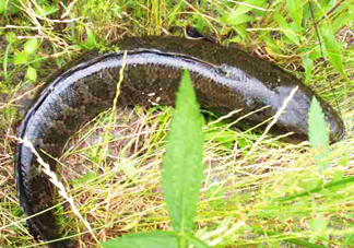 黑魚和草魚哪個(gè)好吃？黑魚不適合什么人吃