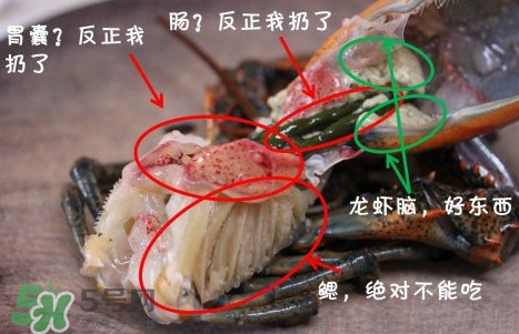 波士頓龍蝦頭能吃嗎？波士頓龍蝦哪里不能吃