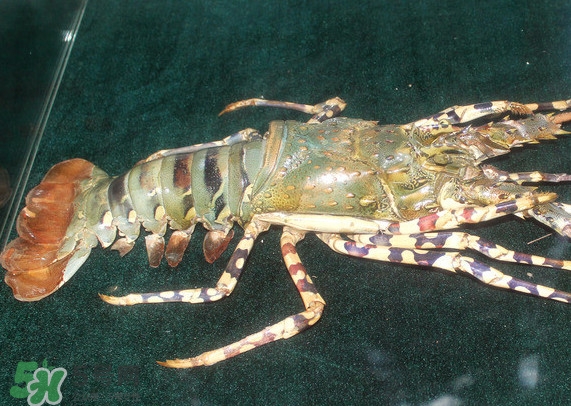 中華錦繡龍蝦多少錢一斤？中華錦繡龍蝦為什么那么貴