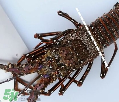 波士頓龍蝦產(chǎn)自波士頓嗎？波士頓龍蝦是哪里的