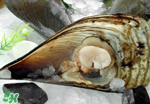 帶子死了還能吃嗎？買帶子怎么挑選