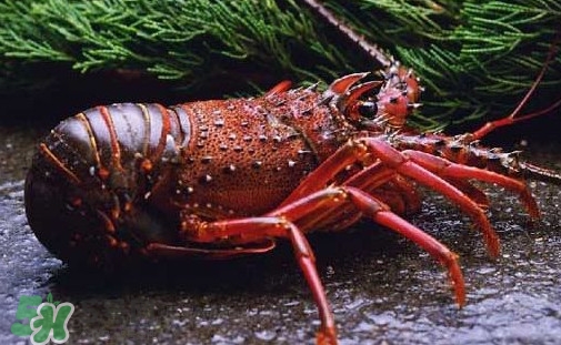 中華錦繡龍蝦多少錢一斤？中華錦繡龍蝦為什么那么貴