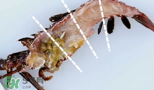 波士頓龍蝦產(chǎn)自波士頓嗎？波士頓龍蝦是哪里的