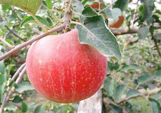 阿克蘇蘋(píng)果什么時(shí)候上市？阿克蘇蘋(píng)果幾月上市？