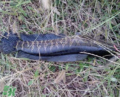 黑魚和草魚哪個好吃？黑魚不適合什么人吃