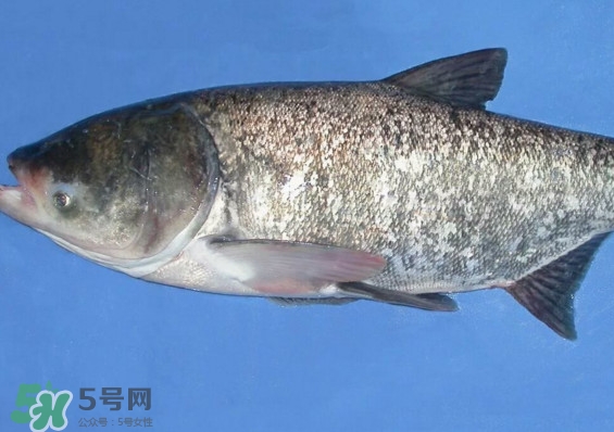 花鰱魚是海鮮嗎？花鰱魚是淡水魚嗎