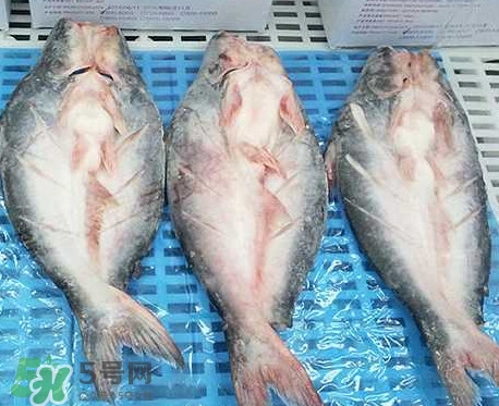 巴沙魚是什么魚？巴沙魚吃什么東西？