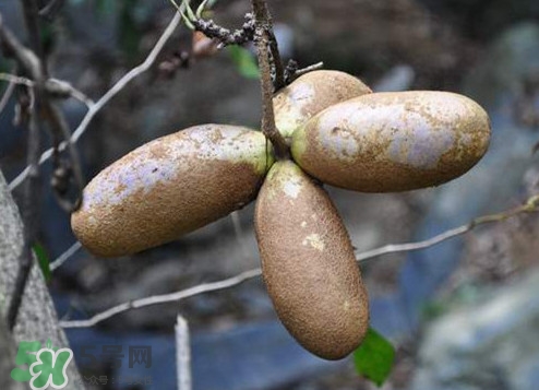 八月瓜怎么吃？八月瓜好吃嗎