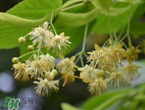 椴樹蜜有什么氣味？椴樹蜜結(jié)晶看到糖怎么回事