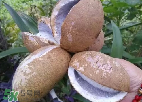 野香蕉孕婦能吃嗎？野香蕉好吃嗎？