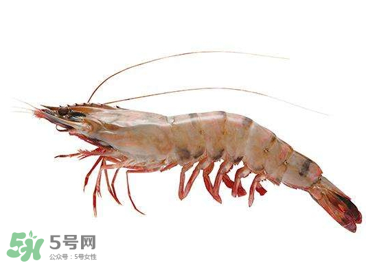 明蝦是海蝦還是河蝦？明蝦是什么蝦？