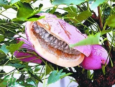 八月瓜適合哪里種植？八月瓜的種植技術(shù)