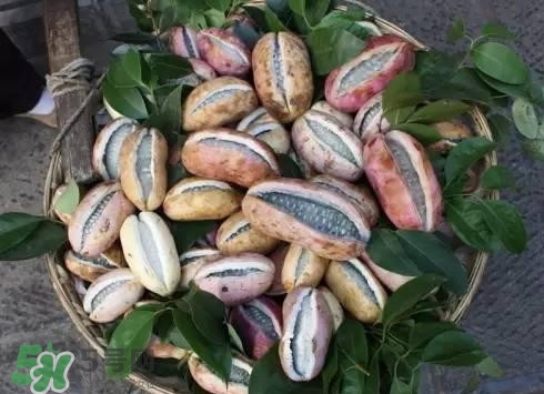 八月瓜可以泡酒嗎？八月瓜可以治乙肝嗎