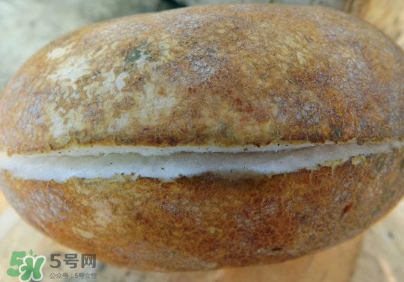 預(yù)知子果為什么種的人少？預(yù)知子和八月扎有區(qū)別嗎