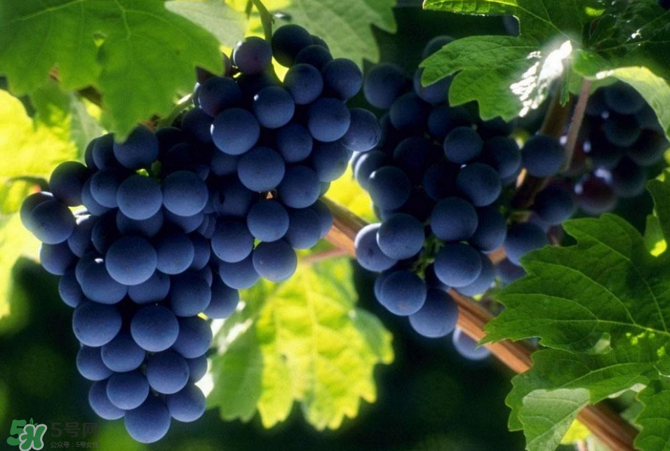 秋天吃什么養(yǎng)生？秋天養(yǎng)生食譜