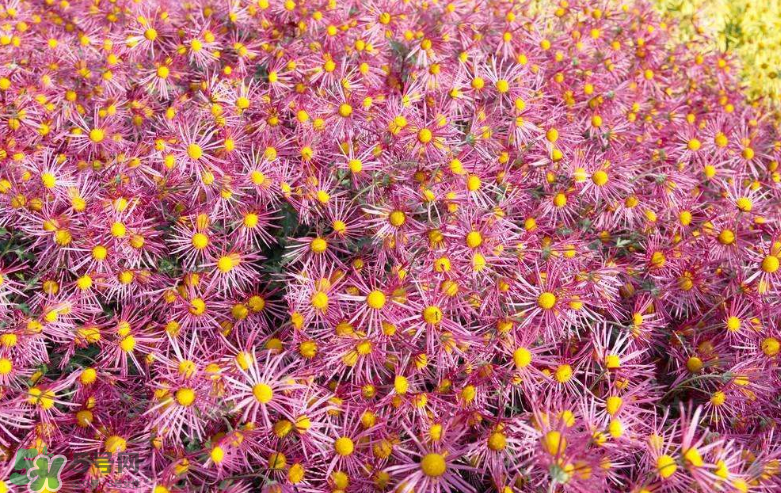 秋天開花嗎？秋天的花有哪些？