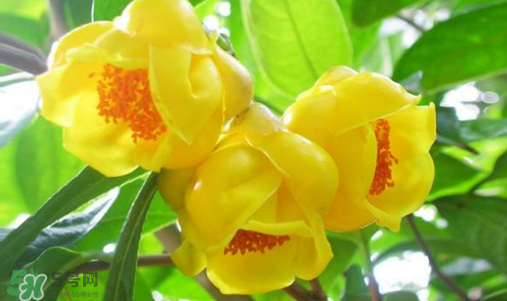 秋天開花嗎？秋天的花有哪些？