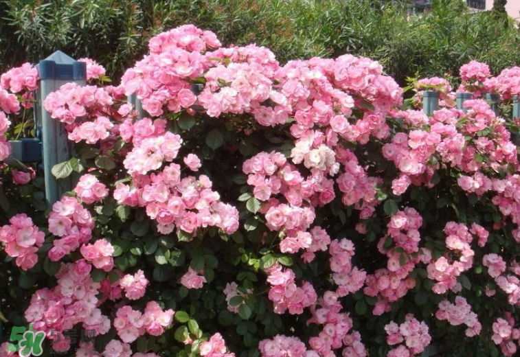 秋天開花嗎？秋天的花有哪些？