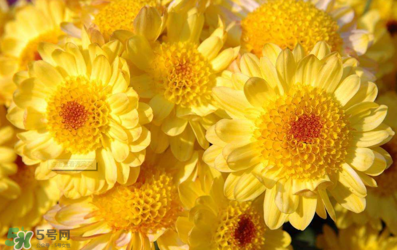 秋天開花嗎？秋天的花有哪些？