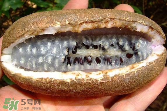 八月炸是什么水果？八月炸果多少錢一斤2017