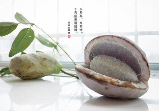 八月瓜可以泡酒嗎？八月瓜可以治乙肝嗎