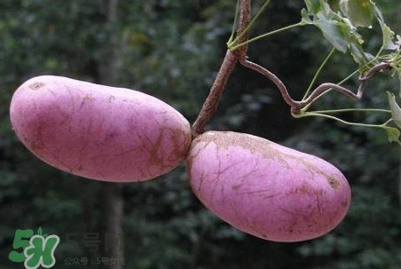 八月瓜的皮可以吃嗎？八月瓜的皮有什么功效